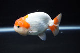 Juvenile Lionchu  Red White 3.5 Inch (ID#1224R11b-10) Free2Day SHIPPING