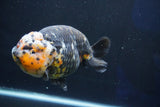 Jumbo Ranchu  Calico 5.5 Inch (ID#1018R10a-101)