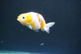 Baby Ranchu  Calico 3 Inch (ID#830R9c-28) Free2Day SHIPPING