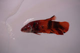 Giant Nemo Koi Galaxy  Plakat Female Betta (ID#801-F603) Free2Day SHIPPING