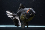 Thai Oranda  Tricolor 7 Inch (ID#1227To6c-103)