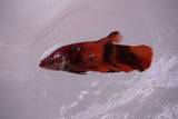 Giant Nemo Koi Galaxy  Plakat Female Betta (ID#801-F603) Free2Day SHIPPING