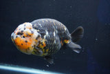 Jumbo Ranchu  Calico 5.5 Inch (ID#1018R10a-101)