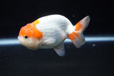 Juvenile Lionchu  Red White 3.5 Inch (ID#1224R11b-10) Free2Day SHIPPING