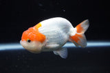 Juvenile Lionchu  Red White 3.5 Inch (ID#1224R11b-10) Free2Day SHIPPING