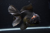 Thai Oranda  Tricolor 7 Inch (ID#1227To6c-103)