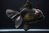 Thai Oranda  Tricolor 7 Inch (ID#1227To6c-103)