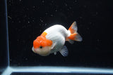 Juvenile Lionchu  Red White 3.5 Inch (ID#1224R11b-10) Free2Day SHIPPING