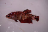 Giant Nemo Koi Galaxy  Plakat Female Betta (ID#801-F604) Free2Day SHIPPING