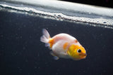 Baby Ranchu  Calico 3 Inch (ID#830R9c-28) Free2Day SHIPPING