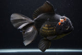 Thai Oranda  Tricolor 7 Inch (ID#1227To6c-103)