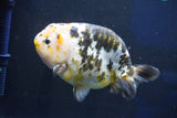 Jumbo Ranchu  Calico 5.5 Inch (ID#1022R10a-100)