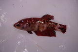 Giant Nemo Koi Galaxy  Plakat Female Betta (ID#801-F604) Free2Day SHIPPING