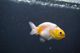 Baby Ranchu  Calico 3 Inch (ID#830R9c-28) Free2Day SHIPPING