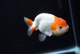 Juvenile Lionchu  Red White 3.5 Inch (ID#1224R11b-10) Free2Day SHIPPING