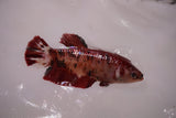 Giant Nemo Koi Galaxy  Plakat Female Betta (ID#801-F604) Free2Day SHIPPING