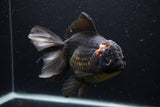 Thai Oranda  Tricolor 7 Inch (ID#1227To6c-103)