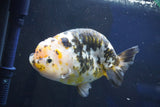 Jumbo Ranchu  Calico 5.5 Inch (ID#1022R10a-100)