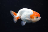 Juvenile Lionchu  Red White 3.5 Inch (ID#1224R11b-10) Free2Day SHIPPING