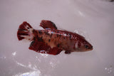 Giant Nemo Koi Galaxy  Plakat Female Betta (ID#801-F604) Free2Day SHIPPING