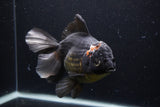 Thai Oranda  Tricolor 7 Inch (ID#1227To6c-103)