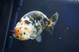 Jumbo Ranchu  Calico 5.5 Inch (ID#1022R10a-100)