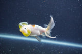 Bubble Eye  Calico 3.5 Inch (ID#401Be12c-77) Free2Day SHIPPING
