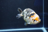 Jumbo Ranchu  Calico 5.5 Inch (ID#1022R10a-100)