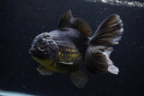 Thai Oranda  Tricolor 7 Inch (ID#1227To6c-103)