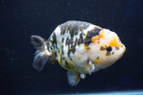 Jumbo Ranchu  Calico 5.5 Inch (ID#1022R10a-100)