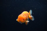 Juvenile Lionchu  Red White 3.5 Inch (ID#1224R11b-11) Free2Day SHIPPING