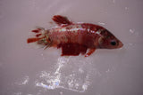 Giant Nemo Koi Galaxy  Plakat Female Betta (ID#801-F605) Free2Day SHIPPING