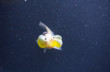 Bubble Eye  Calico 3.5 Inch (ID#401Be12c-77) Free2Day SHIPPING