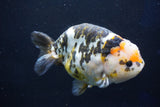 Jumbo Ranchu  Calico 5.5 Inch (ID#1022R10a-100)