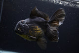 Thai Oranda  Tricolor 7 Inch (ID#1227To6c-103)