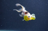 Bubble Eye  Calico 3.5 Inch (ID#401Be12c-77) Free2Day SHIPPING