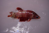 Giant Nemo Koi Galaxy  Plakat Female Betta (ID#801-F605) Free2Day SHIPPING