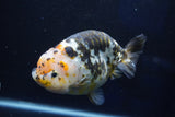 Jumbo Ranchu  Calico 5.5 Inch (ID#1022R10a-100)