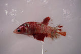 Giant Nemo Koi Galaxy  Plakat Female Betta (ID#801-F605) Free2Day SHIPPING