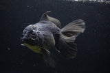 Thai Oranda  Tricolor 7 Inch (ID#1227To6c-103)