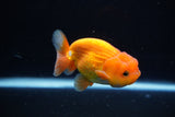 Juvenile Lionchu  Red White 3.5 Inch (ID#1224R11b-11) Free2Day SHIPPING