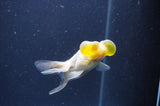 Bubble Eye  Calico 3.5 Inch (ID#401Be12c-77) Free2Day SHIPPING