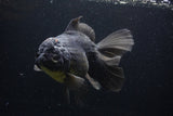 Thai Oranda  Tricolor 7 Inch (ID#1227To6c-103)