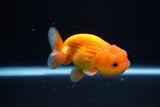 Juvenile Lionchu  Red White 3.5 Inch (ID#1224R11b-11) Free2Day SHIPPING