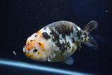 Jumbo Ranchu  Calico 5.5 Inch (ID#1022R10a-100)