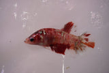 Giant Nemo Koi Galaxy  Plakat Female Betta (ID#801-F605) Free2Day SHIPPING