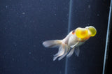 Bubble Eye  Calico 3.5 Inch (ID#401Be12c-77) Free2Day SHIPPING