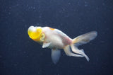 Bubble Eye  Calico 3.5 Inch (ID#401Be12c-77) Free2Day SHIPPING
