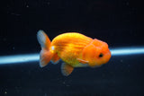 Juvenile Lionchu  Red White 3.5 Inch (ID#1224R11b-11) Free2Day SHIPPING