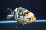 Jumbo Ranchu  Calico 5.5 Inch (ID#1022R10a-100)